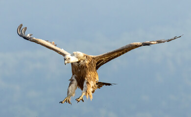 Griffon Vulture (Gyps fulvus) on feeding station