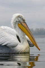 Dalmatian Pelican of Kerkini Lake