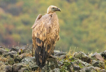Griffon Vulture (Gyps fulvus) on feeding station