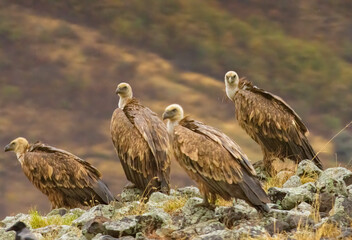 Griffon Vulture (Gyps fulvus) on feeding station