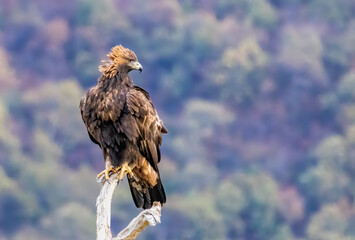 Action photography of Golden Eagle