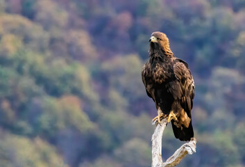 Action photography of Golden Eagle