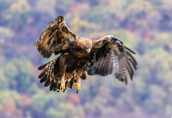 Action photography of Golden Eagle