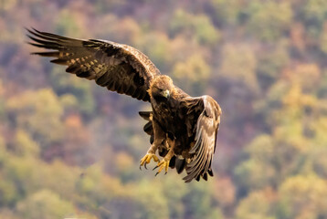 Action photography of Golden Eagle