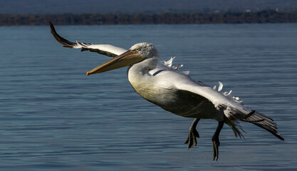 Dalmatian Pelican of Kerkini Lake