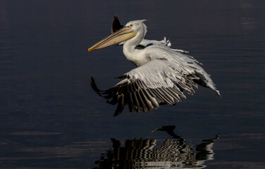Dalmatian Pelican of Kerkini Lake