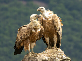 Griffon Vulture (Gyps fulvus) on feeding station