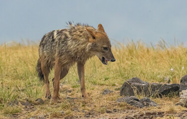Golden Jackal in a natural habitat