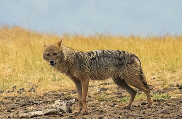 Obraz premium Golden Jackal in a natural habitat