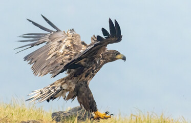White-tailed Sea eagle sitting on feeding station