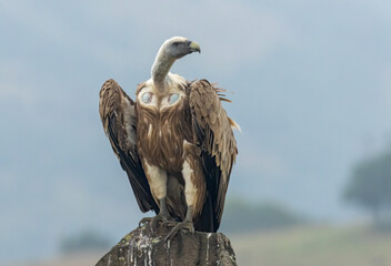Griffon Vulture (Gyps fulvus) on feeding station