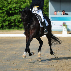 Obraz premium Dressage horse close-up in the test, dressage S curb..