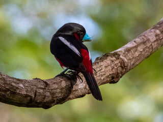 Black and Red Broadbill in Borneo, Malaysia