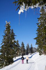 Winter hiking trail in the Black Forest. 2 cross-country ski trails (Loipe) in the snow. Fir trees...