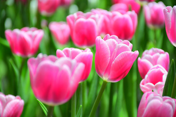 Fototapeta premium Pink tulip in the indoor dome garden.