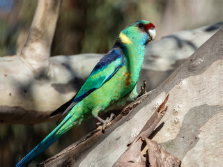 Mallee Ringneck Parrot in South Australia