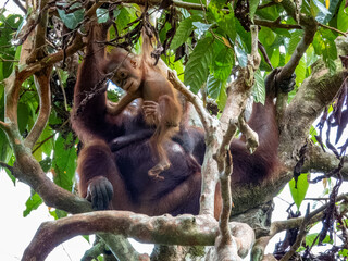 Great Ape Orangutan in Borneo, Malaysia