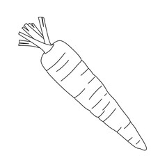 illustration outline of carrot