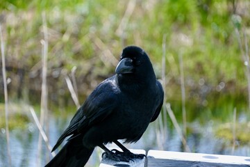 サロベツ原生花園、北海道、稚内、湿原、国立保護区、風景、カラス、植物、利尻富士、泥炭地、重要湿地、ラムサール条約、利尻礼文サロベツ国立公園、利尻岳、高山植物、自然、空、青空、雲、屋外、日本、晴れ、観光、観光地、景色、旅行、湿地、鳥、コピースペース