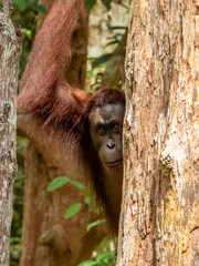 Great Ape Orangutan in Borneo, Malaysia