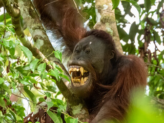 Fototapeta premium Great Ape Orangutan in Borneo, Malaysia