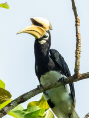 Oriental Pied Hornbill in Borneo, Malaysia