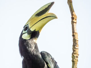 Oriental Pied Hornbill in Borneo, Malaysia