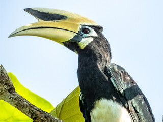 Oriental Pied Hornbill in Borneo, Malaysia