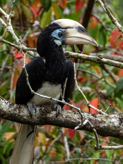 Oriental Pied Hornbill in Borneo, Malaysia