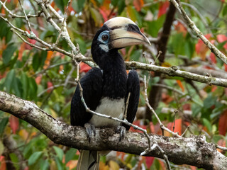 Oriental Pied Hornbill in Borneo, Malaysia