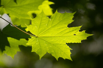 Bright green maple tree leaves in the summer forest. Natural scenery of rural Latvia.