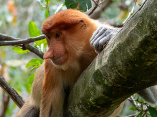 Naklejka premium Wild Proboscis Monkey in Borneo, Malaysia