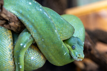 グリーンパイソン