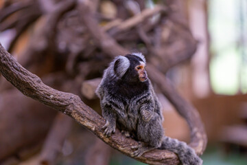 コモンマーモセット