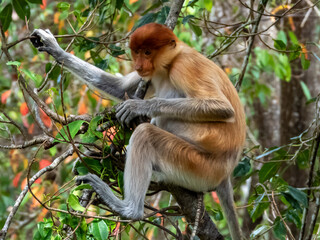 Naklejka premium Wild Proboscis Monkey in Borneo, Malaysia