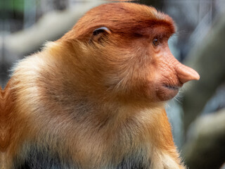 Naklejka premium Wild Proboscis Monkey in Borneo, Malaysia
