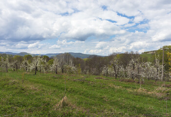 spring landscape in a mountainous area,blooming fruit trees in the garden