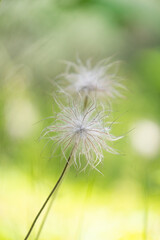 Beautiful summer plants growing in the forest. Natural woodlands scenery of Latvia.