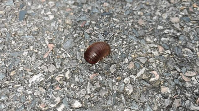 Closeup of a pill millipede bug moving on the ground