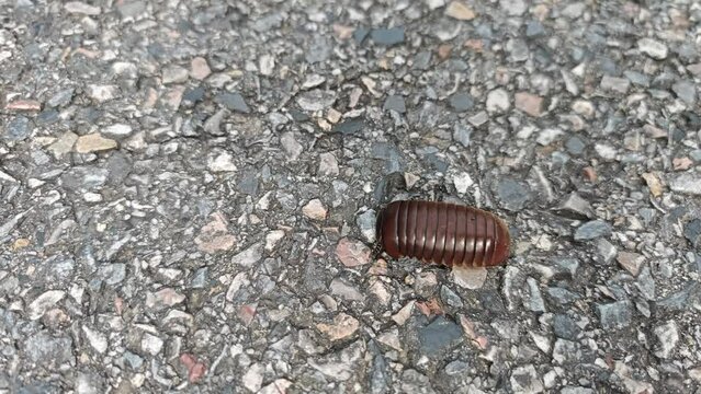 Closeup of a pill millipede bug moving on the ground