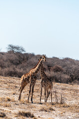 Two Angolan Giraffe - Giraffa giraffa angolensis- standing on the planes of Etosha National Park, Namibia.