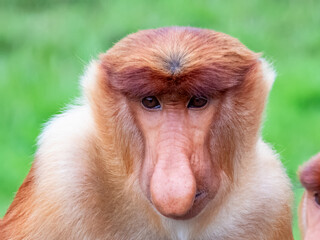 Naklejka premium Wild Proboscis Monkey in Borneo, Malaysia