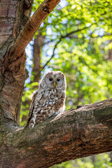 Ural owl (Strix uralensis) on a blurry summer greenery. Cute baby owl. Copy space. Concepts of...