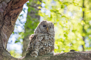 Ural owl (Strix uralensis) on a blurry summer greenery. Cute baby owl. Copy space. Concepts of wisdom, funny pet, amulet, summer time, vacation, circadian rhythms, vision, biological illustration