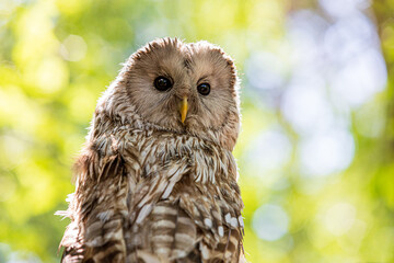 Ural owl (Strix uralensis) on a blurry summer greenery. Cute baby owl. Copy space. Concepts of...