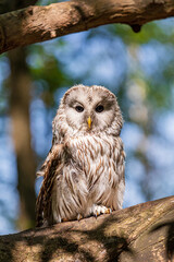 Ural owl (Strix uralensis) on a blurry summer greenery. Cute baby owl. Copy space. Concepts of wisdom, funny pet, amulet, summer time, vacation, circadian rhythms, vision, biological illustration
