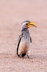 A Southern yellow-billed hornbill -Tockus leucomelas- sitting on a branch of a tree