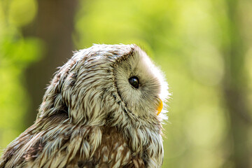Ural owl (Strix uralensis) on a blurry summer greenery. Cute baby owl. Copy space. Concepts of wisdom, funny pet, amulet, summer time, vacation, circadian rhythms, vision, biological illustration