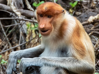 Naklejka premium Wild Proboscis Monkey in Borneo, Malaysia