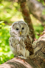 Ural owl (Strix uralensis) on a blurry summer greenery. Cute baby owl. Copy space. Concepts of wisdom, funny pet, amulet, summer time, vacation, circadian rhythms, vision, biological illustration